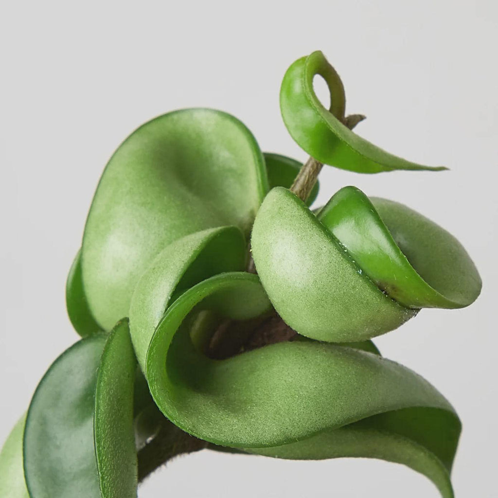 Hoya Rope Plant 4" Plant 3" Pot / Nursery Pot Austin Jungle Co.