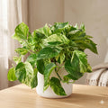 Pothos 'Marble Queen' Indoor Plants 3" Pot Austin Jungle Co.