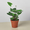 Fern 'Heart' 4" Plant 4" Pot Austin Jungle Co.