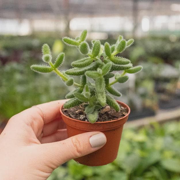 Delosperma echinatum 'Pickle Plant' 3" Pot Austin Jungle Co.