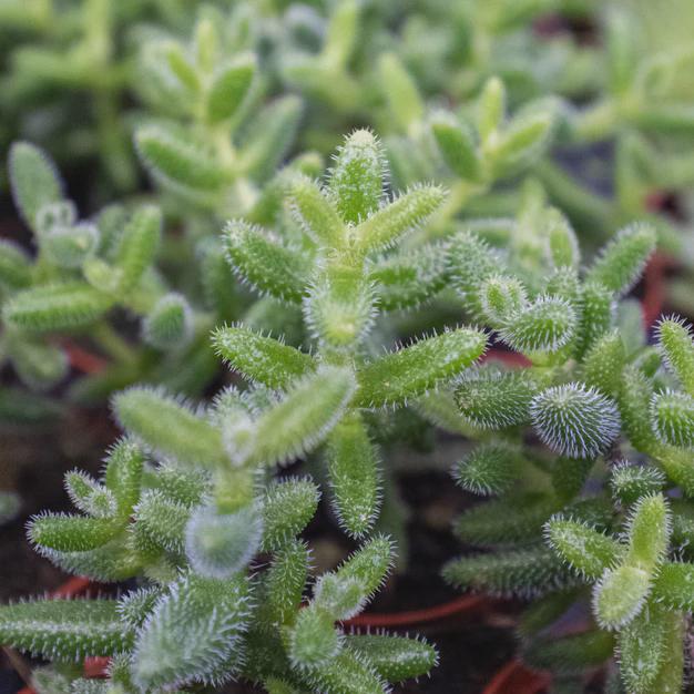 Delosperma echinatum 'Pickle Plant' 3" Pot Austin Jungle Co.
