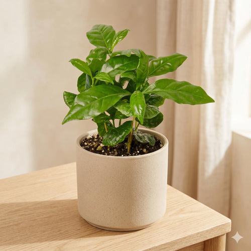 Arabica Coffee Indoor Plants 3" Pot / Nursery Pot Austin Jungle Co.