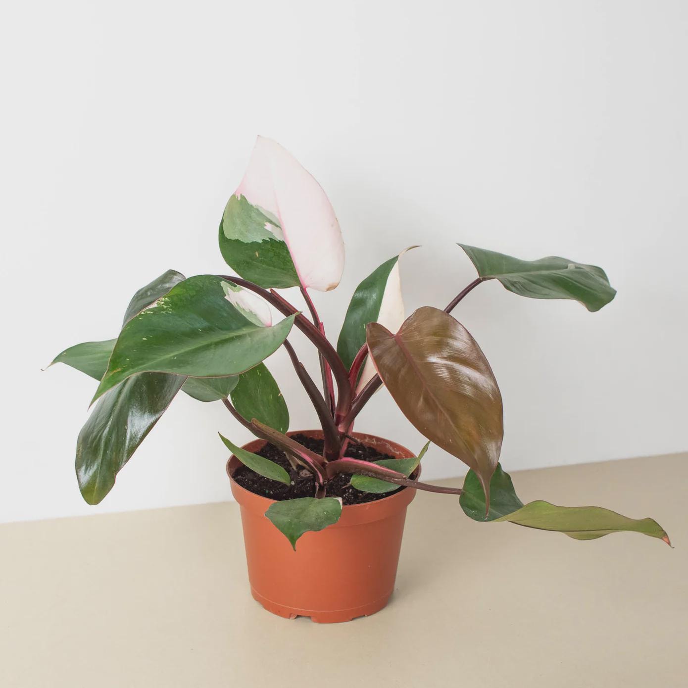 Philodendron 'Pink Princess' Indoor Plants 6" Pot / Nursery Pot Austin Jungle Co.