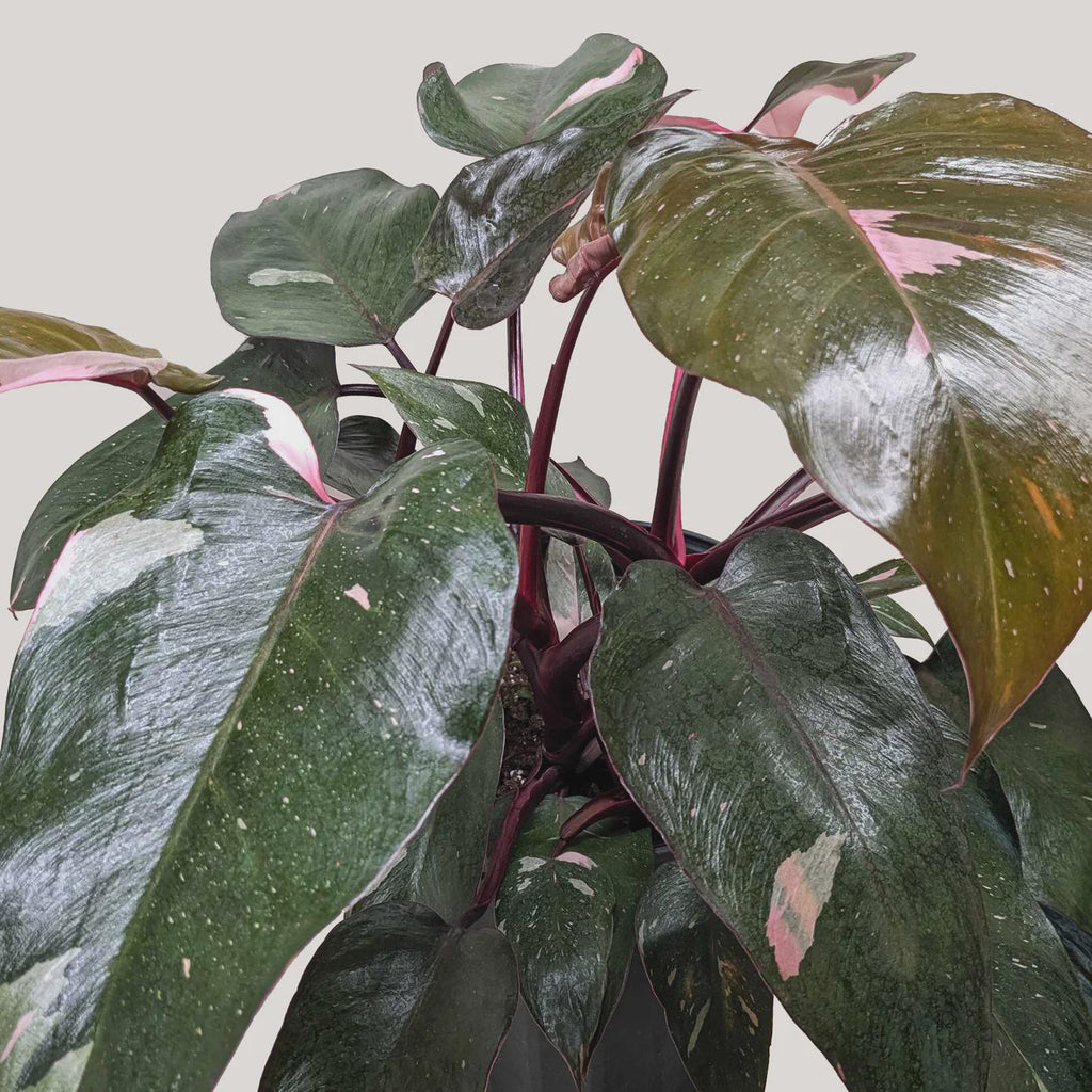 Philodendron 'Pink Princess' Indoor Plants 4" Pot / Nursery Pot Austin Jungle Co.