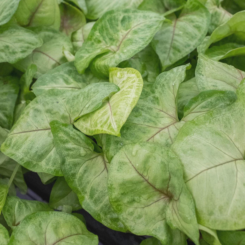 Syngonium Gold - 4" Pot Indoor Plants 4" Pot Austin Jungle Co.