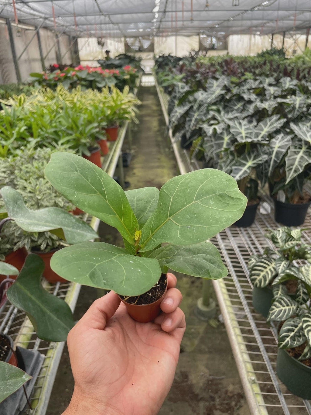 Ficus Lyrata 'Fiddle Leaf Fig' Indoor Plants 2" Pot Austin Jungle Co.
