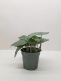 Scindapsus Platinum Java Indoor Plants 6" Pot Austin Jungle Co.