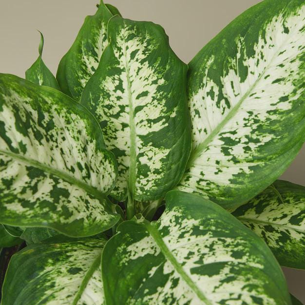 Dieffenbachia 'Tropic Snow' Indoor Plants 4" Pot / Nursery Pot Austin Jungle Co.