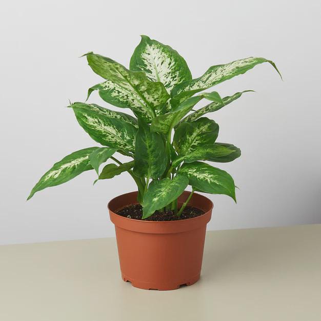 Dieffenbachia 'Tropic Snow' Indoor Plants 4" Pot / Nursery Pot Austin Jungle Co.