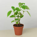 Pilea 'Moon Valley' - 4" Pot 4" Pot Austin Jungle Co.