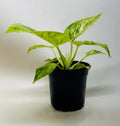 Philodendron 'Blizzard' Indoor Plants 4" Pot Austin Jungle Co.