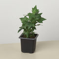 English Ivy Green California Indoor Plants 3" Pot / Nursery Pot Austin Jungle Co.
