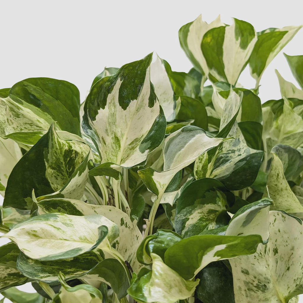 Pothos Manjula 4" Pot Austin Jungle Co.