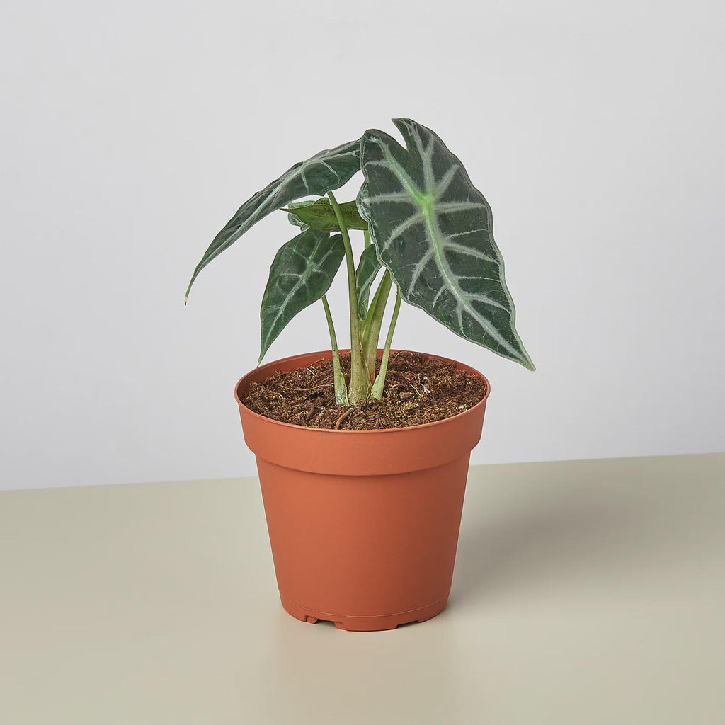 Alocasia Amazonica 'Bambino' Indoor Plants 4" Pot Austin Jungle Co.