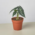 Alocasia Amazonica 'Bambino' Indoor Plants 4" Pot Austin Jungle Co.