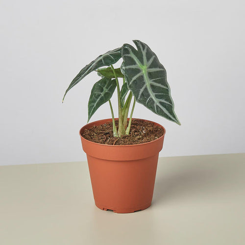 Alocasia Amazonica 'Bambino' Indoor Plants 4" Pot Austin Jungle Co.