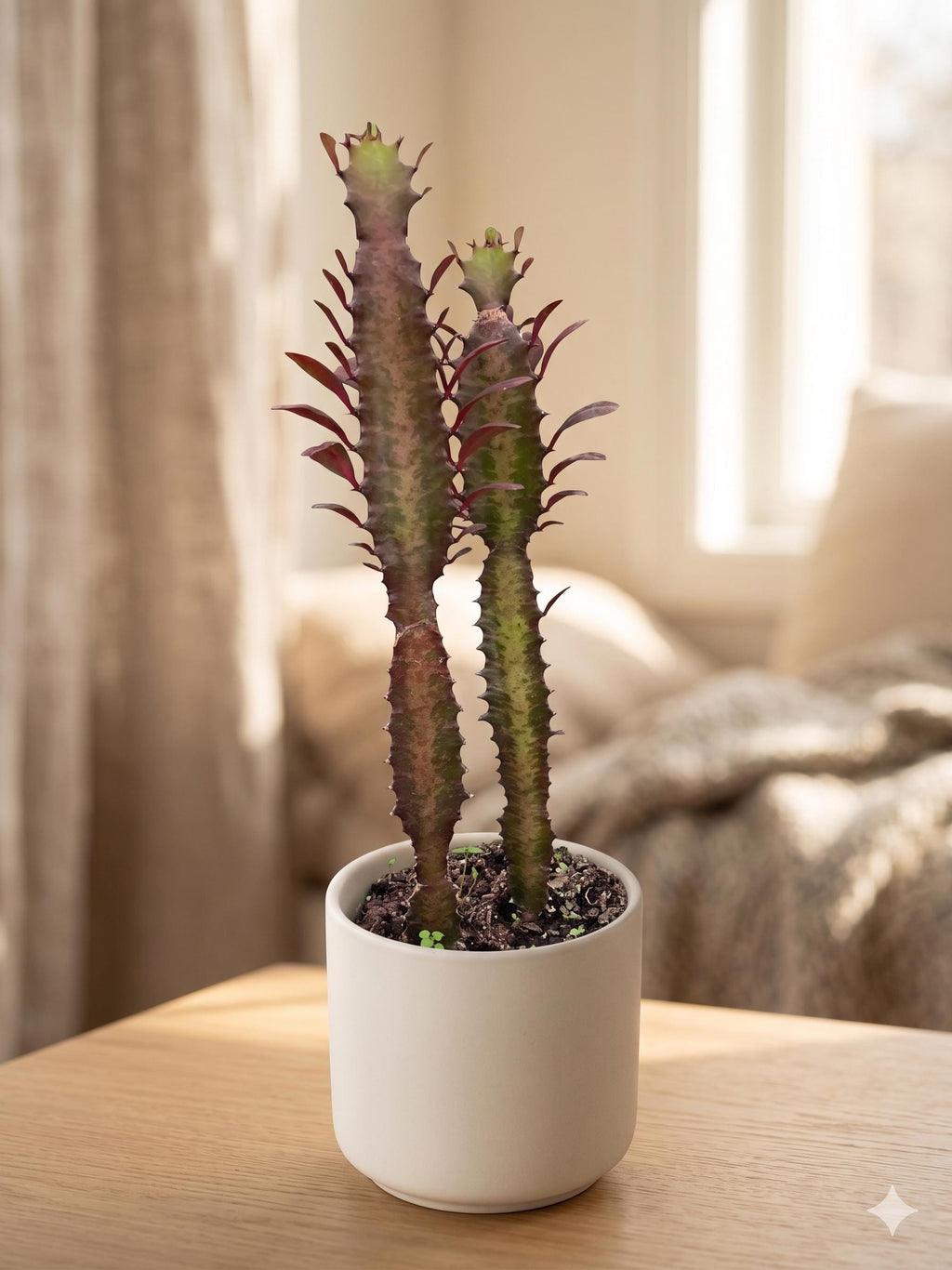 Succulent Euphorbia 'Trigona Rubra' Succulent 2" Pot Austin Jungle Co.