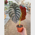 Alocasia 'Red Secret' 4" Pot Austin Jungle Co.