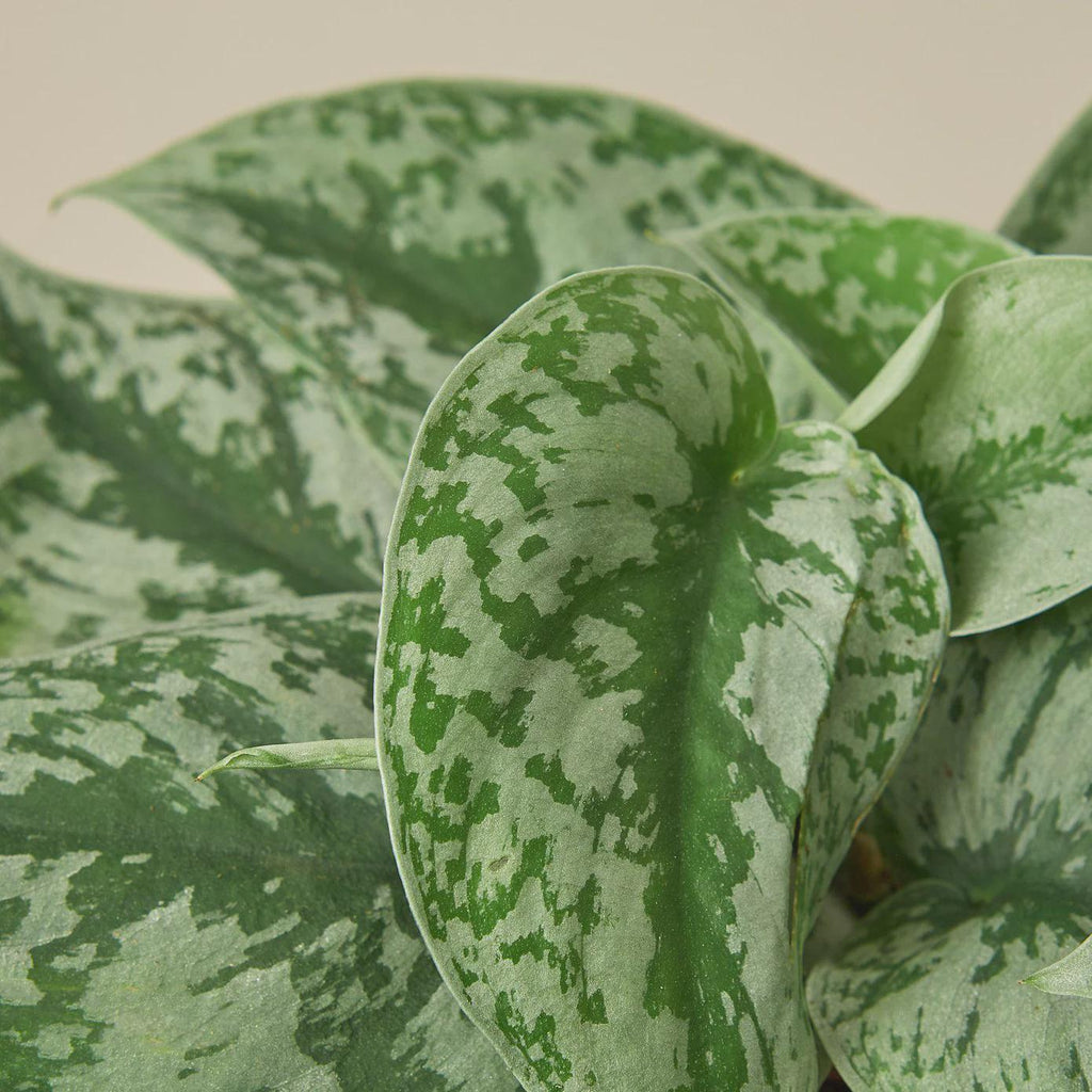 Scindapsus Pictus 'Exotica' Indoor Plants 4" Pot Austin Jungle Co.