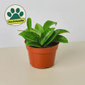 Hoya Carnosa 4" Plant 4" Pot Austin Jungle Co.