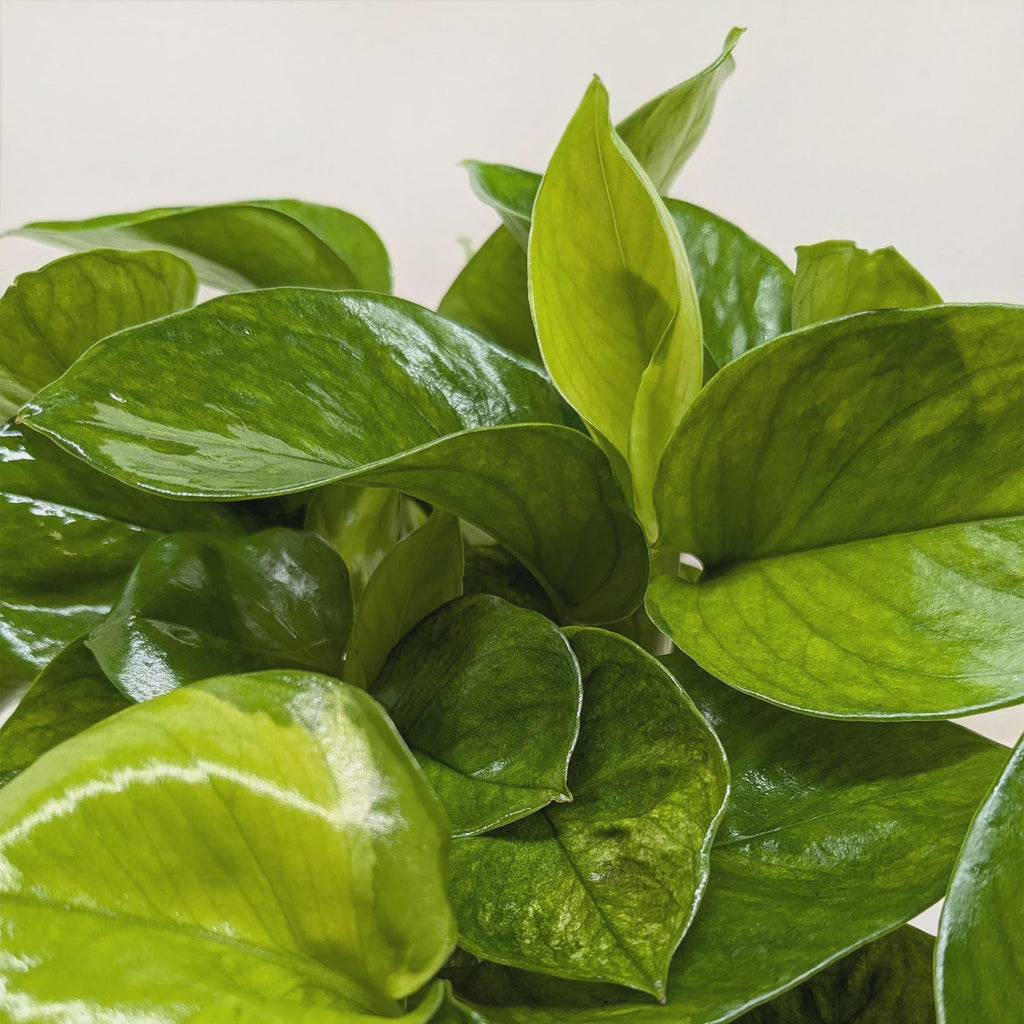 Pothos 'Lemon Top' Indoor Plants 6" Pot Austin Jungle Co.
