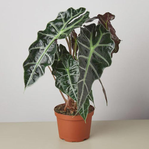 Alocasia Polly 'African Mask' Indoor Plants 6" Pot Austin Jungle Co.
