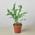 Fern 'Blue Star' Indoor Plants 4" Pot / Nursery Pot Austin Jungle Co.