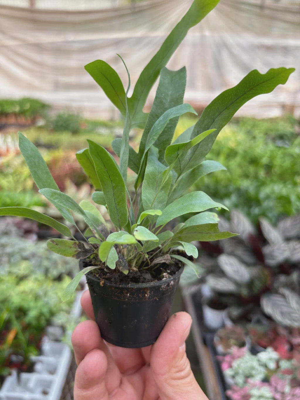 Fern 'Blue Star' Indoor Plants 4" Pot / Nursery Pot Austin Jungle Co.