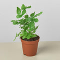 Pteris Cretica 'Albo Fern' Indoor Plants 3" Pot Austin Jungle Co.