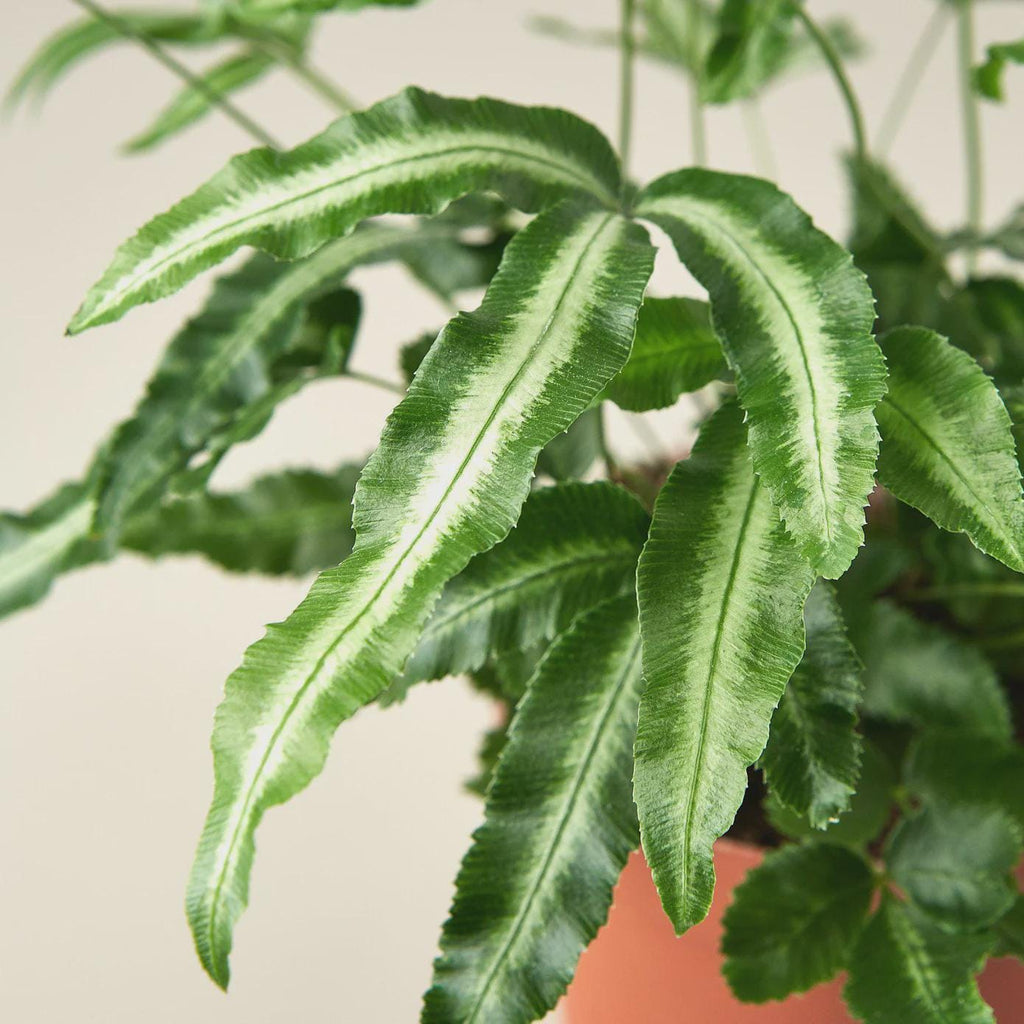 Pteris Cretica 'Albo Fern' Indoor Plants 3" Pot Austin Jungle Co.