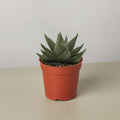 Succulent Haworthia Savanna 3" Pot Austin Jungle Co.