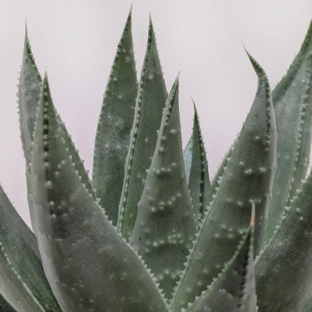 Succulent Haworthia Savanna 3" Pot Austin Jungle Co.