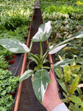Philodendron 'White Princess' Indoor Plants 2" Pot Austin Jungle Co.