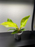 Philodendron 'Moonlight'