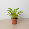 Spider Plant 'Fire Flash' Indoor Plants 4" Pot Austin Jungle Co.