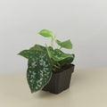 Pothos 'Satin' Indoor Plants 3" Pot / Nursery Pot Austin Jungle Co.