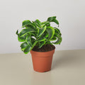 Dracaena 'Tornado'