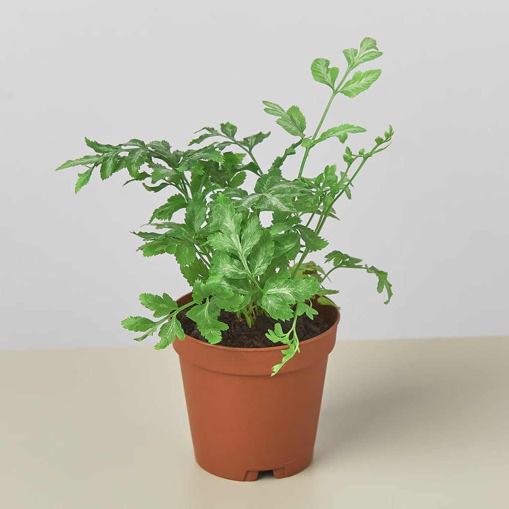 Fern 'Silver Lace'