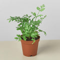 Fern 'Silver Lace'