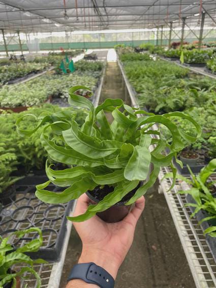 Fern 'Bird's Nest Hurricane' Indoor Plants 4" Pot / Nursery Pot Austin Jungle Co.