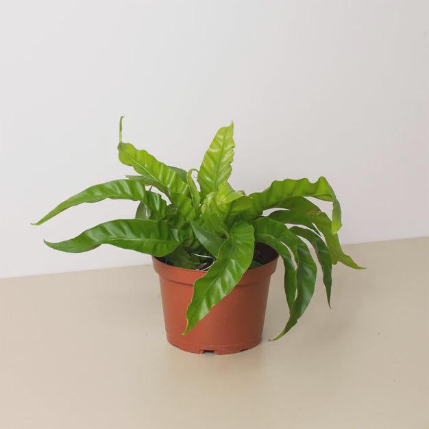 Fern 'Bird's Nest Hurricane' Indoor Plants 6" Pot / Nursery Pot Austin Jungle Co.