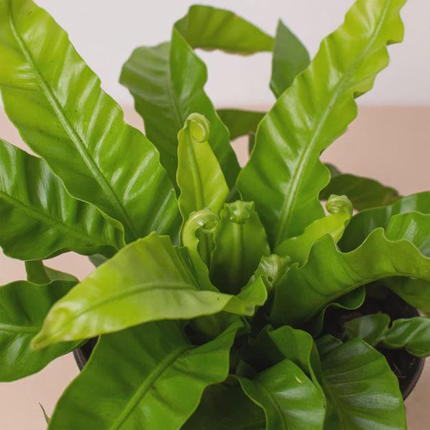 Fern 'Bird's Nest Hurricane' Indoor Plants 2" Pot / Nursery Pot Austin Jungle Co.