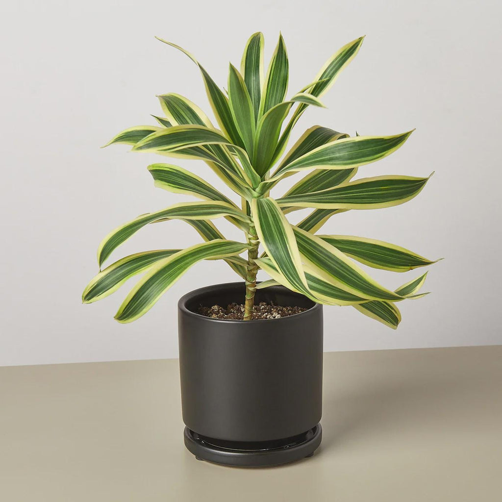 Dracaena 'Song of India' Indoor Plants 4" Pot / Nursery Pot Austin Jungle Co.