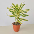Dracaena 'Song of India' Indoor Plants 4" Pot / Nursery Pot Austin Jungle Co.