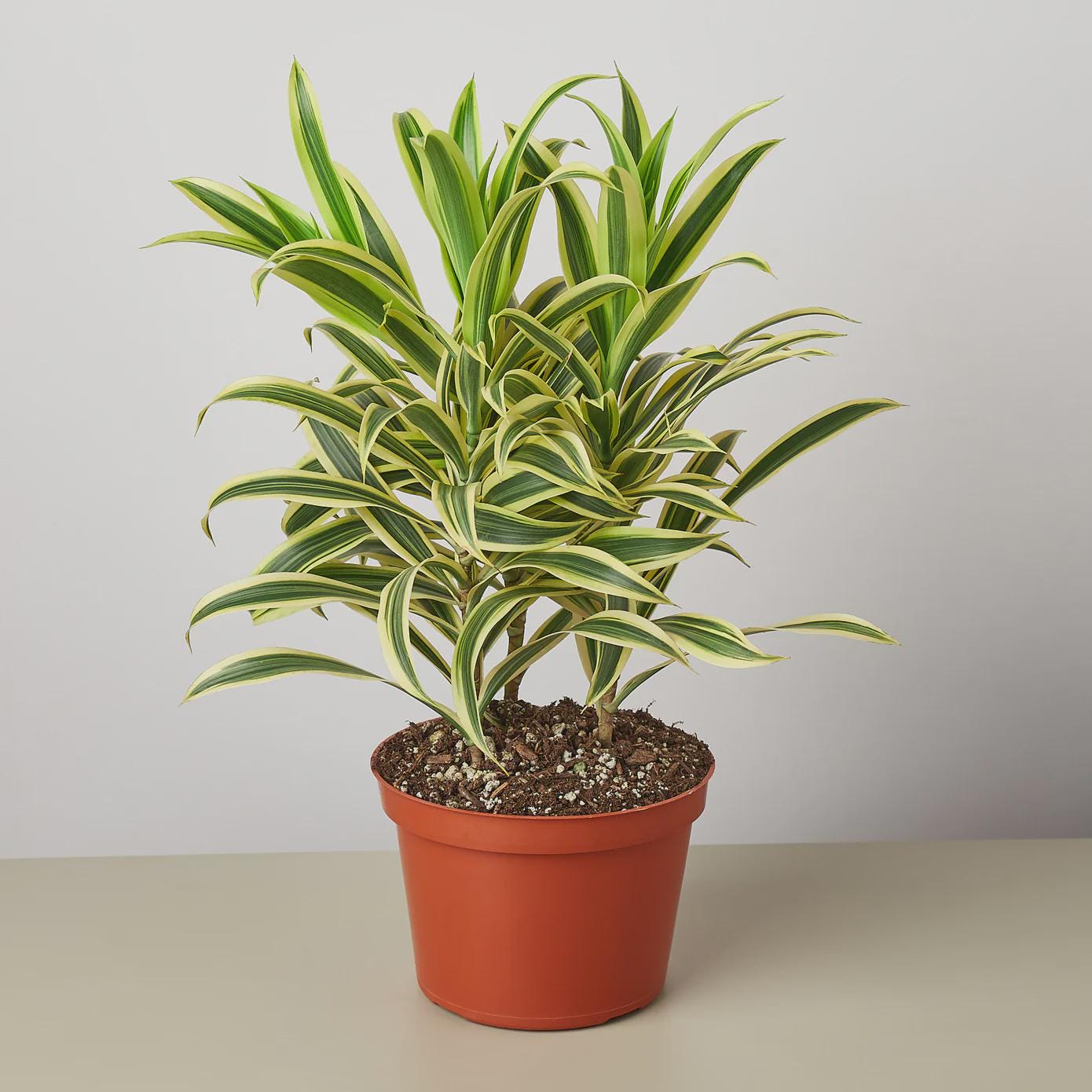 Dracaena 'Song of India' Indoor Plants 4" Pot / Nursery Pot Austin Jungle Co.
