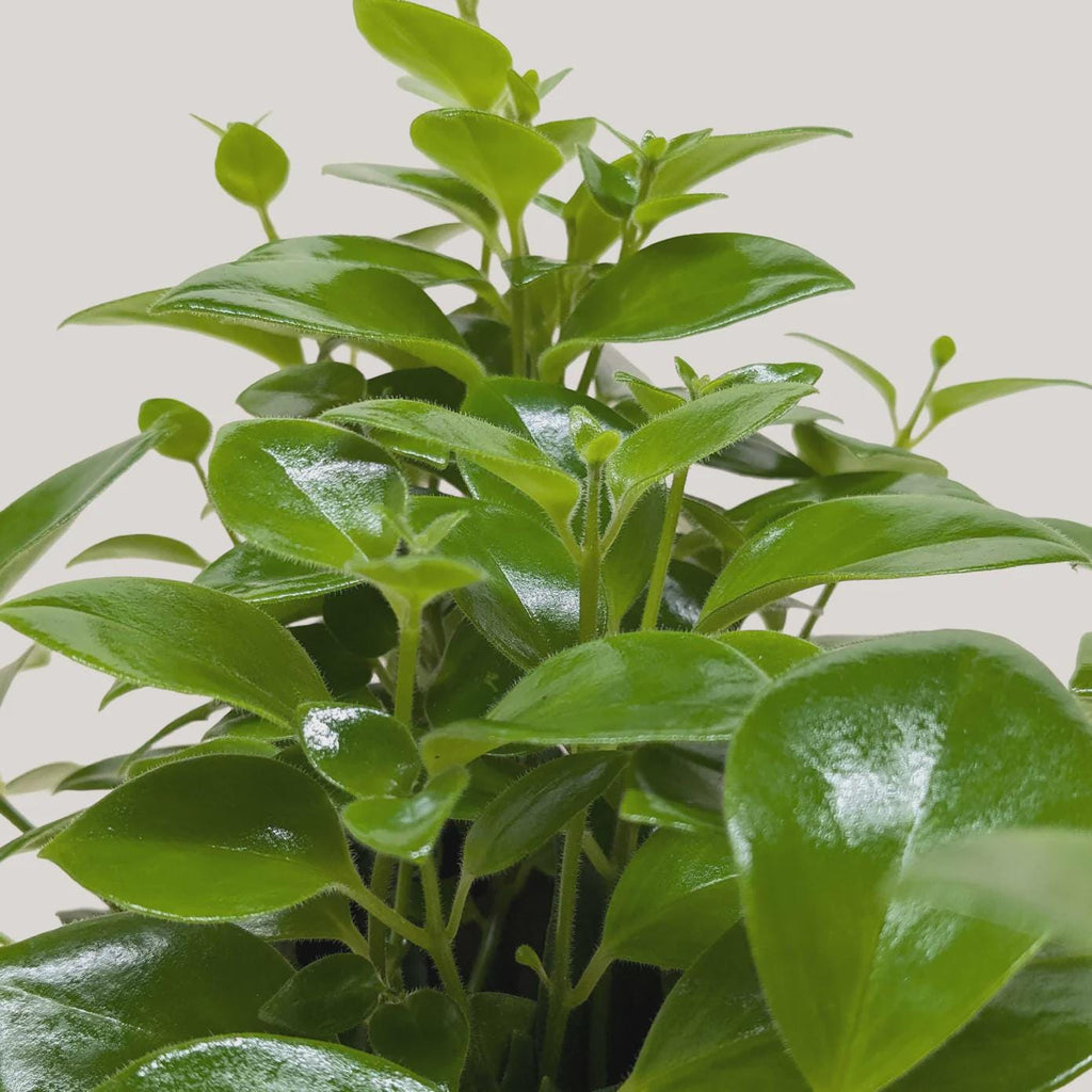 Lipstick Plant 4" Plant 3" Pot Austin Jungle Co.