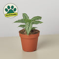 Calathea 'Vittata' Indoor Plants 4" Pot Austin Jungle Co.