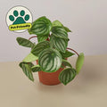 Peperomia Watermelon Indoor Plants 4" Pot / Terra Cotta Eco Pot Austin Jungle Co.