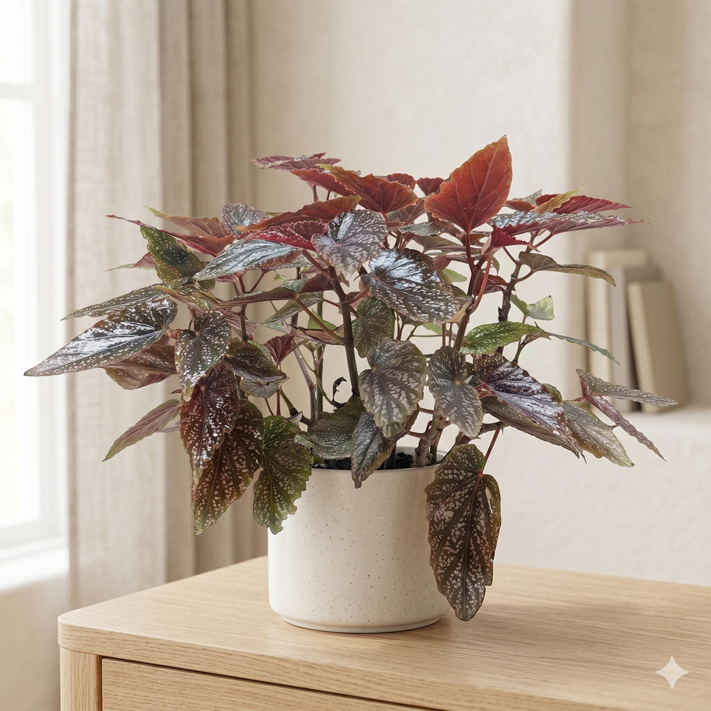 Begonia 'Corallina' Indoor Plants 6" Pot Austin Jungle Co.