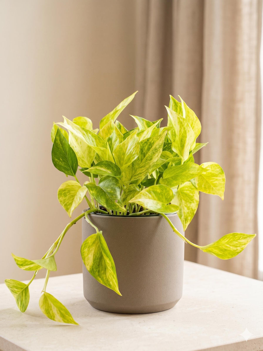 Pothos 'Neon Queen' Indoor Plants 4" Pot Austin Jungle Co.